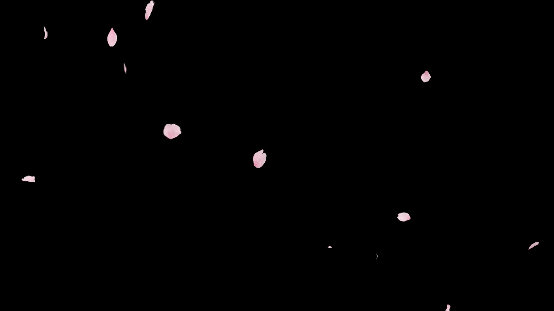 Elegant Cherry Blossom Petals Falling Loop Stock Motion Graphics SBV ...