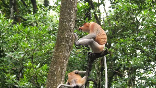 Monkey Mating Stock Footage: Royalty-Free Video Clips - Storyblocks