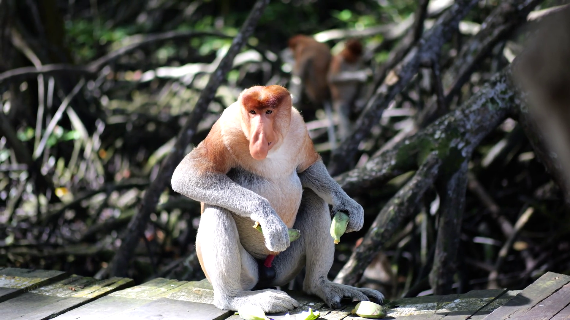 An Alpha Male Proboscis Monkey In Wild Stock Footage SBV-348734672 ...