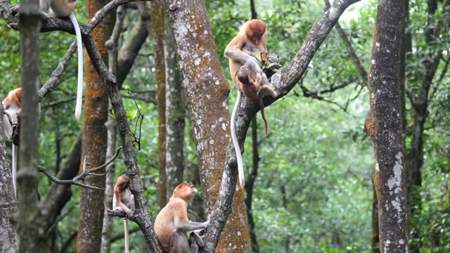Monkeys In Trees Stock Footage: Royalty-Free Video Clips - Storyblocks