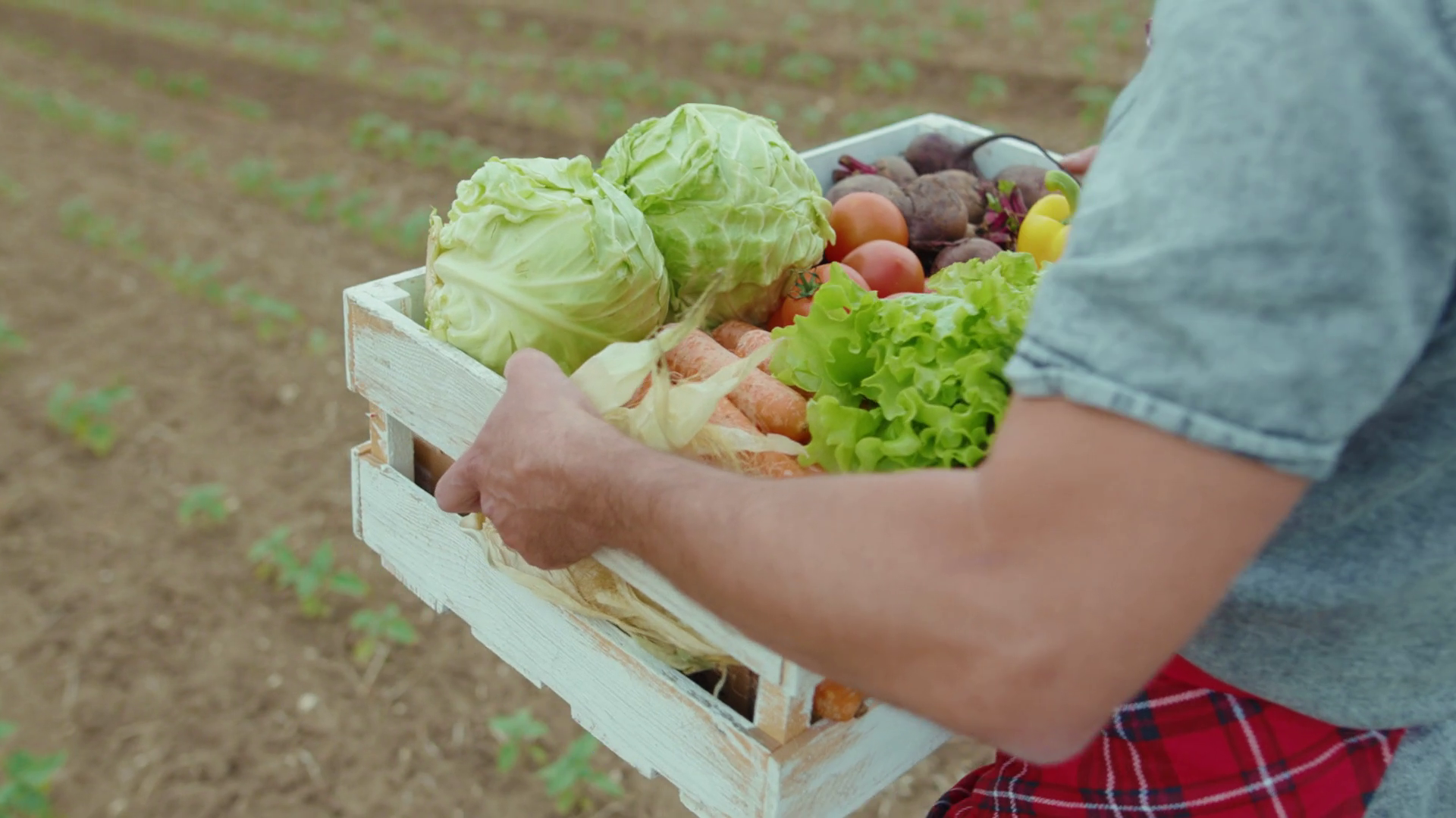 Close Hands Young Farmer Is Holding Box Of Stock Footage SBV-352139928 ...