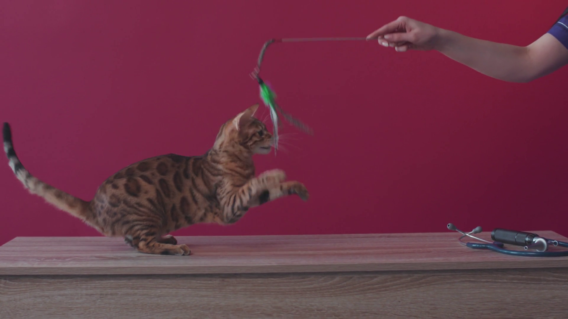 Cute Bengal Cat Plays With Toy At Home On Stock Footage SBV-352182437 ...