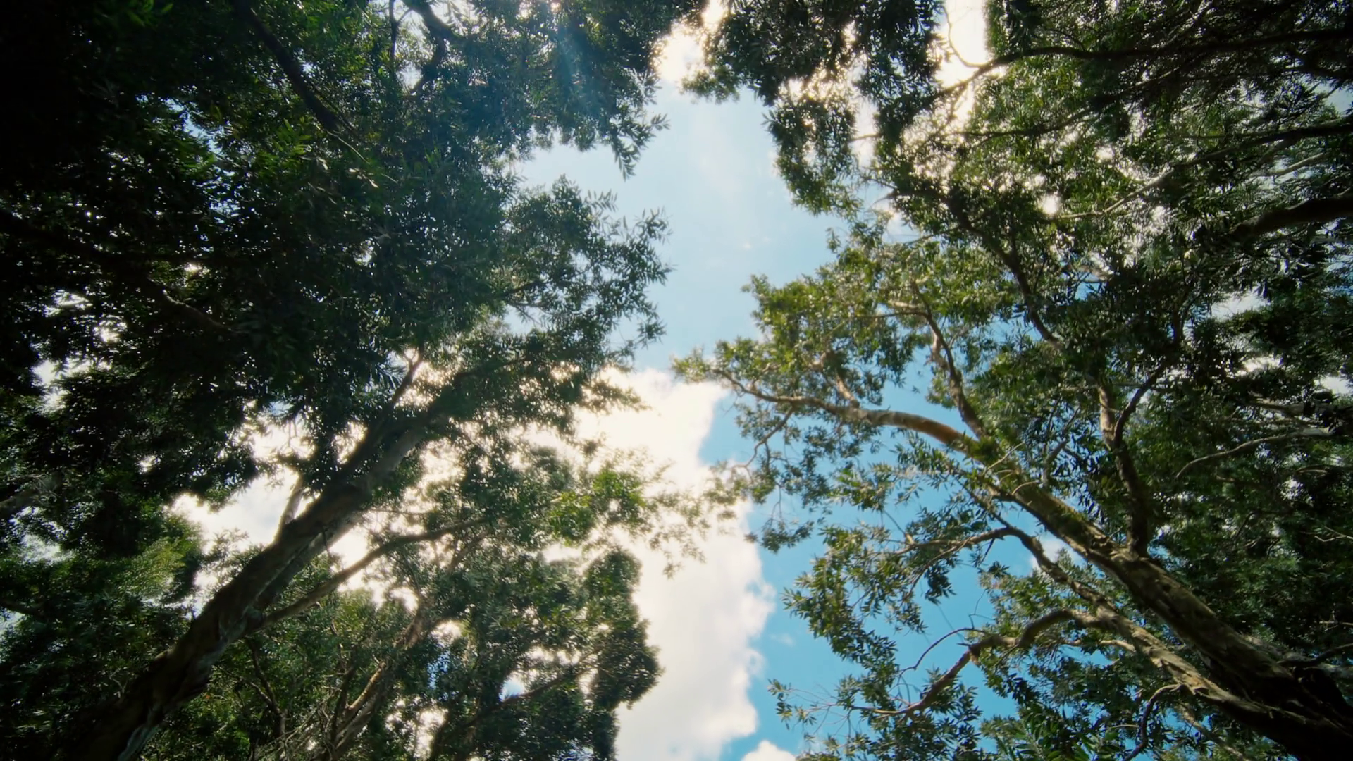 Looking Up Enchanted Forest Canopy Beneath Stock Footage SBV-352490000 ...