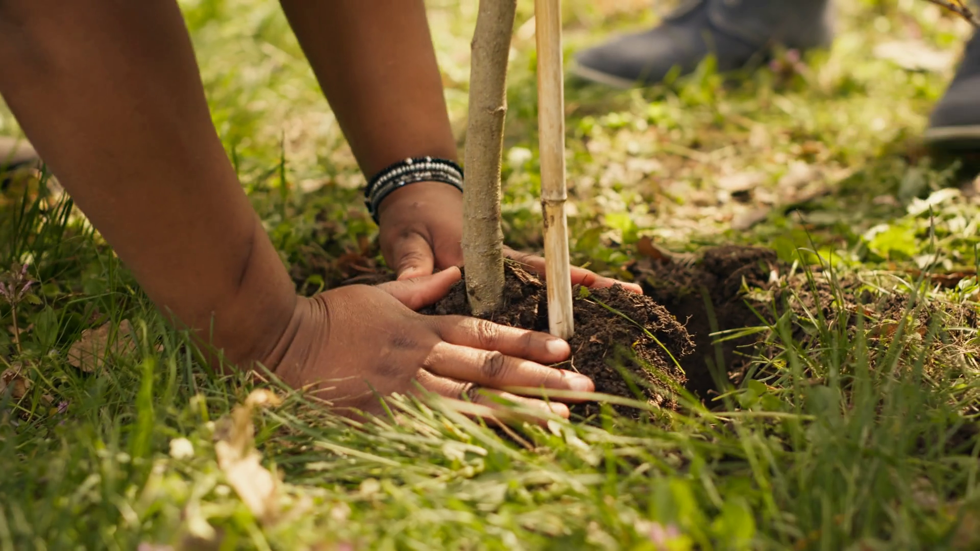 Volunteers Filling Up Holes Planting Trees Stock Footage SBV-348977438 ...