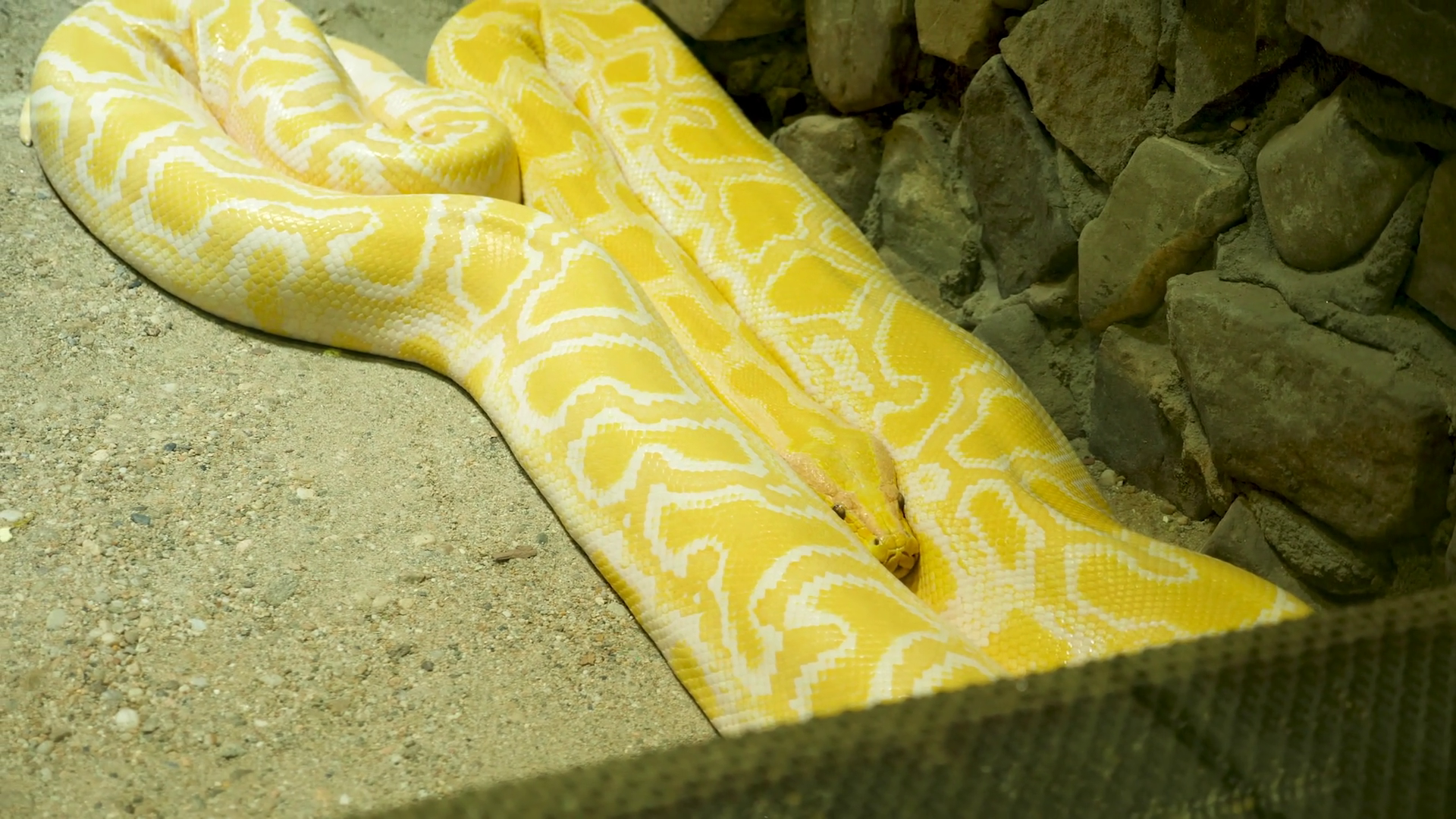 Big Yellow White Pythom In Terrarium At Zoo Stock Footage SBV-324399827 ...