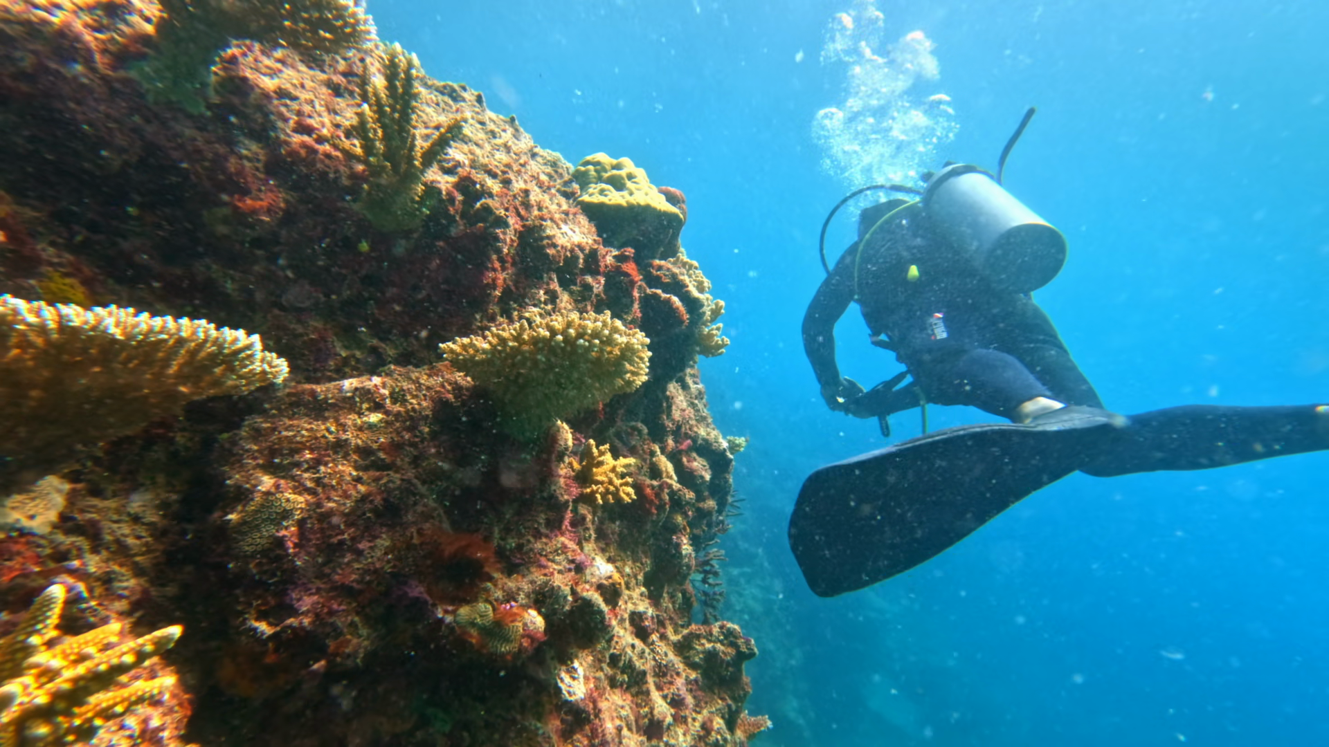 Scuba Diver Observing Dynamic Marine Stock Footage SBV-354192998 ...