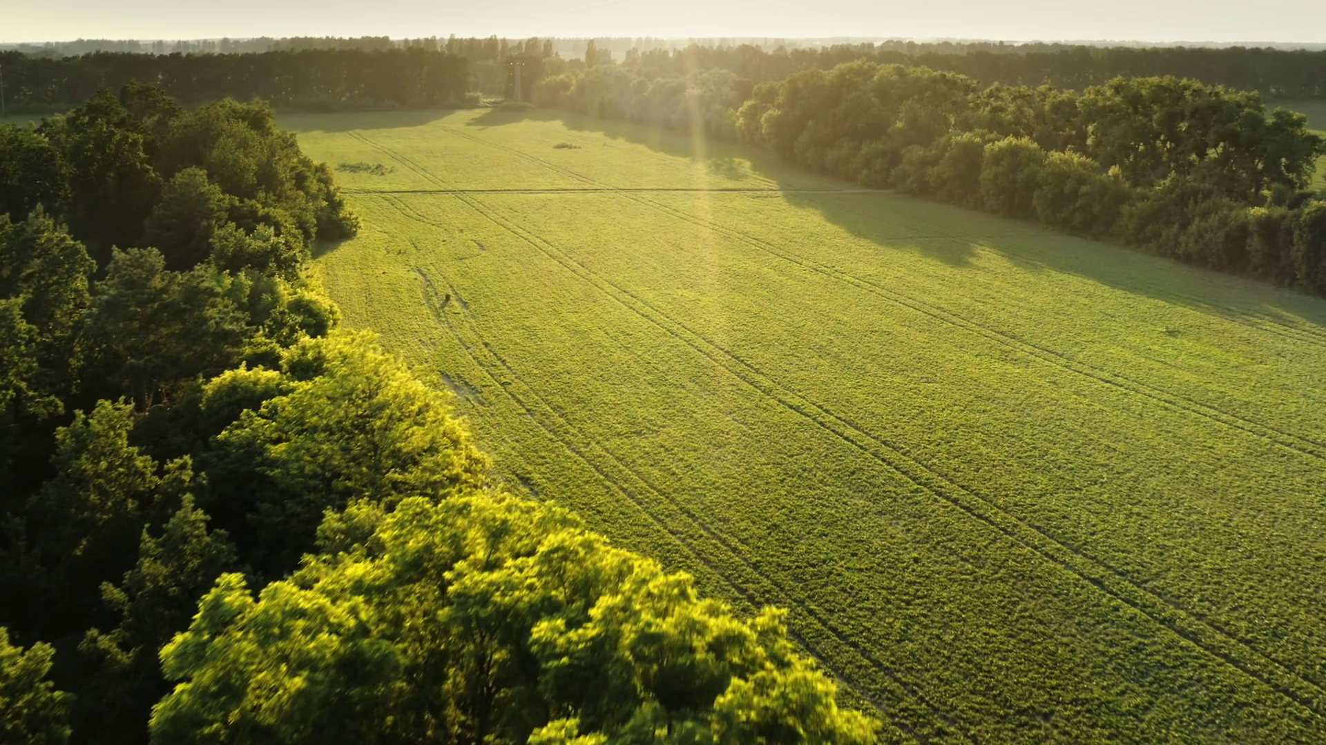 Sunset Green Forest Meadow Fresh Grass Stock Footage SBV-347763836 ...