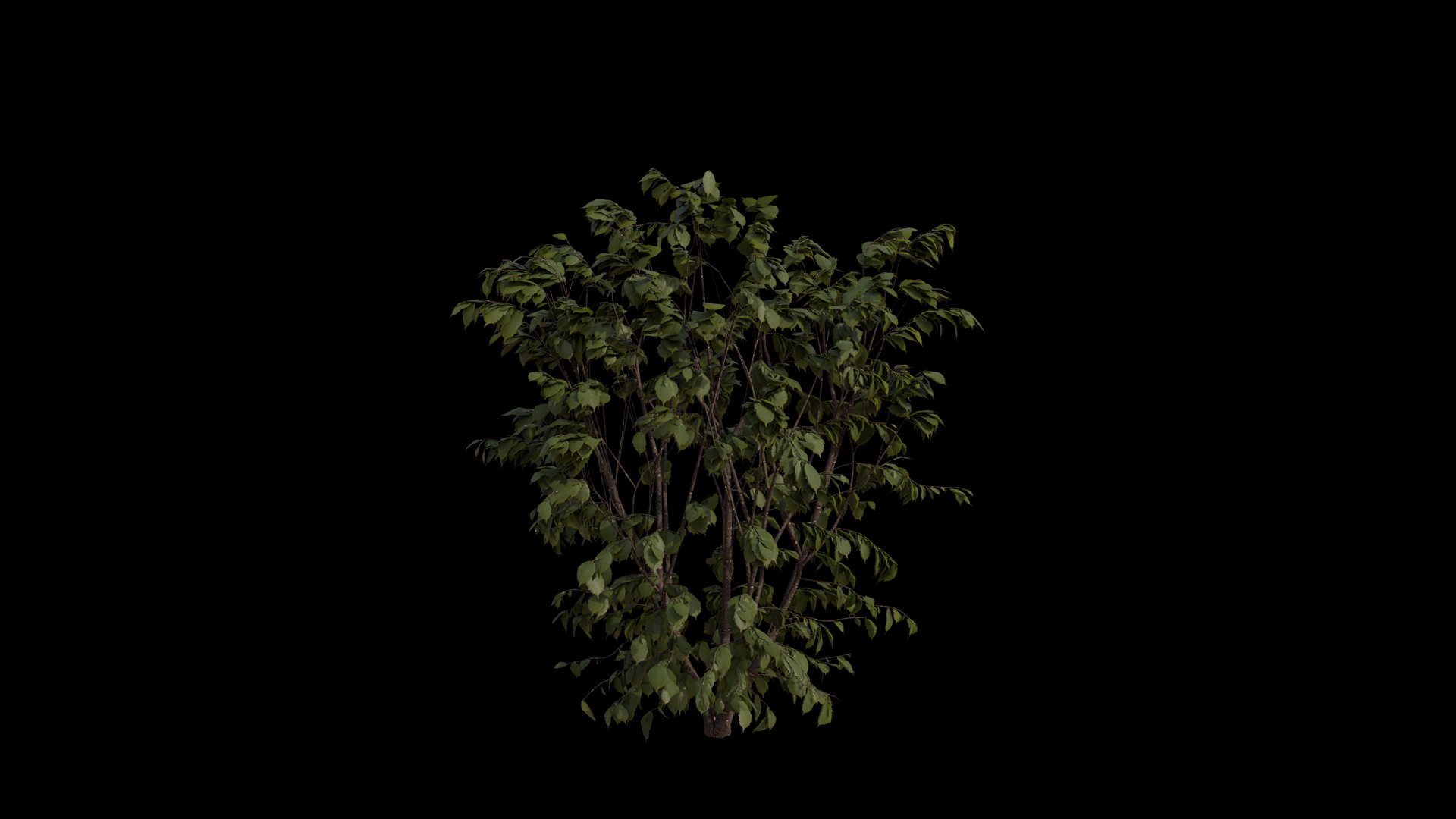 European Hazel Blowing In Wind Loop Stock Footage SBV-353827439 ...