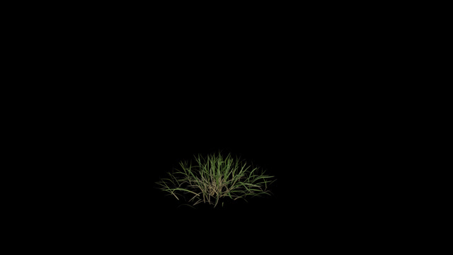 Grass Loop Stock Footage: Royalty-Free Video Clips - Storyblocks