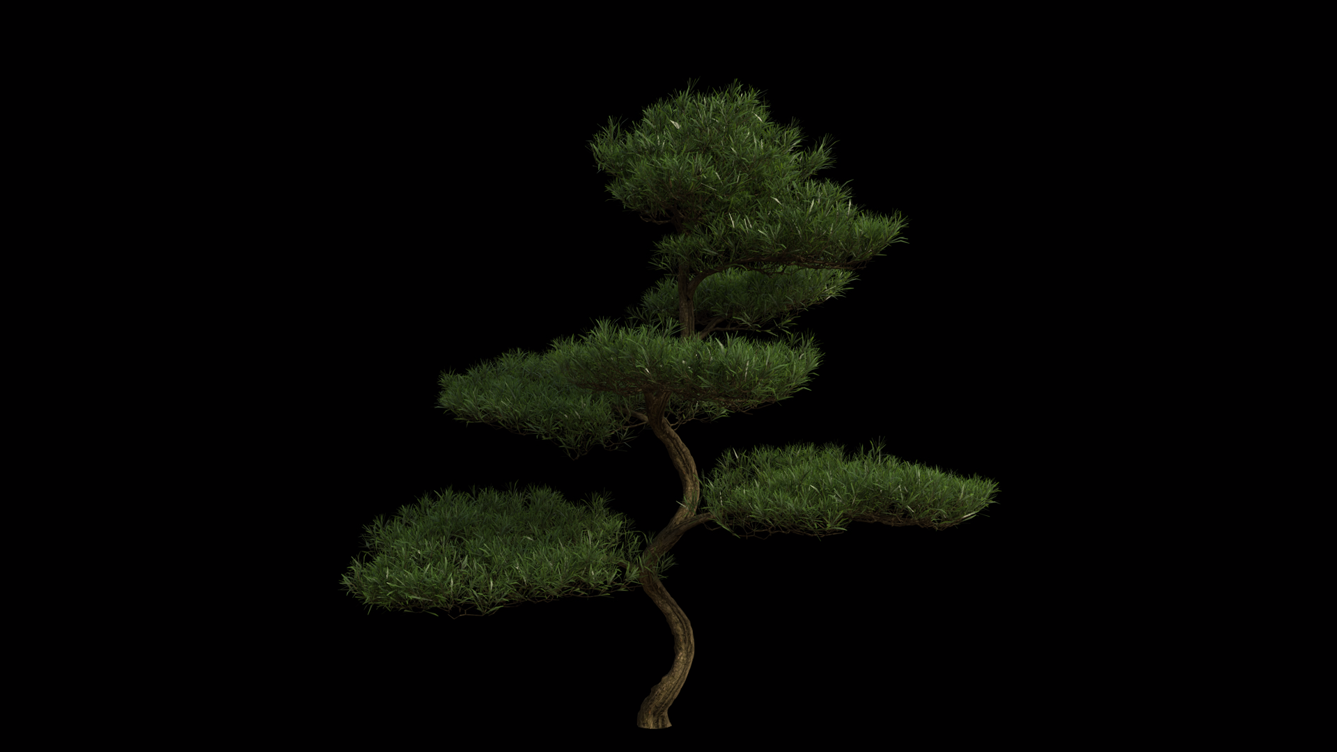 Buddhist Pine Tree Blowing In Wind Wind Stock Footage SBV-354038219 ...