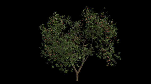 Apple Tree Animation Stock Footage: Royalty-Free Video Clips - Storyblocks