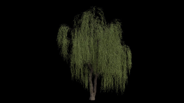 Weeping Willow Tree Stock Footage: Royalty-Free Video Clips - Storyblocks