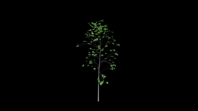 Animated Branch Stock Footage: Royalty-Free Video Clips - Storyblocks
