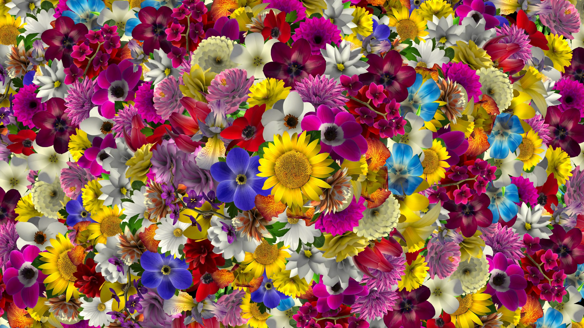 A Variety Of Flowers Species Appearing Stock Footage SBV-353867568