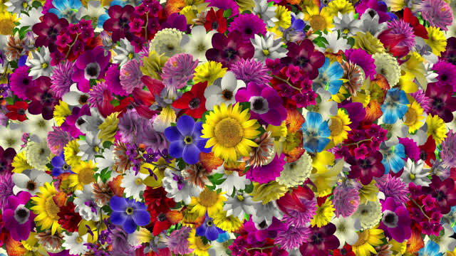 Time Lapse Flowers Stock Footage: Royalty-Free Video Clips - Page