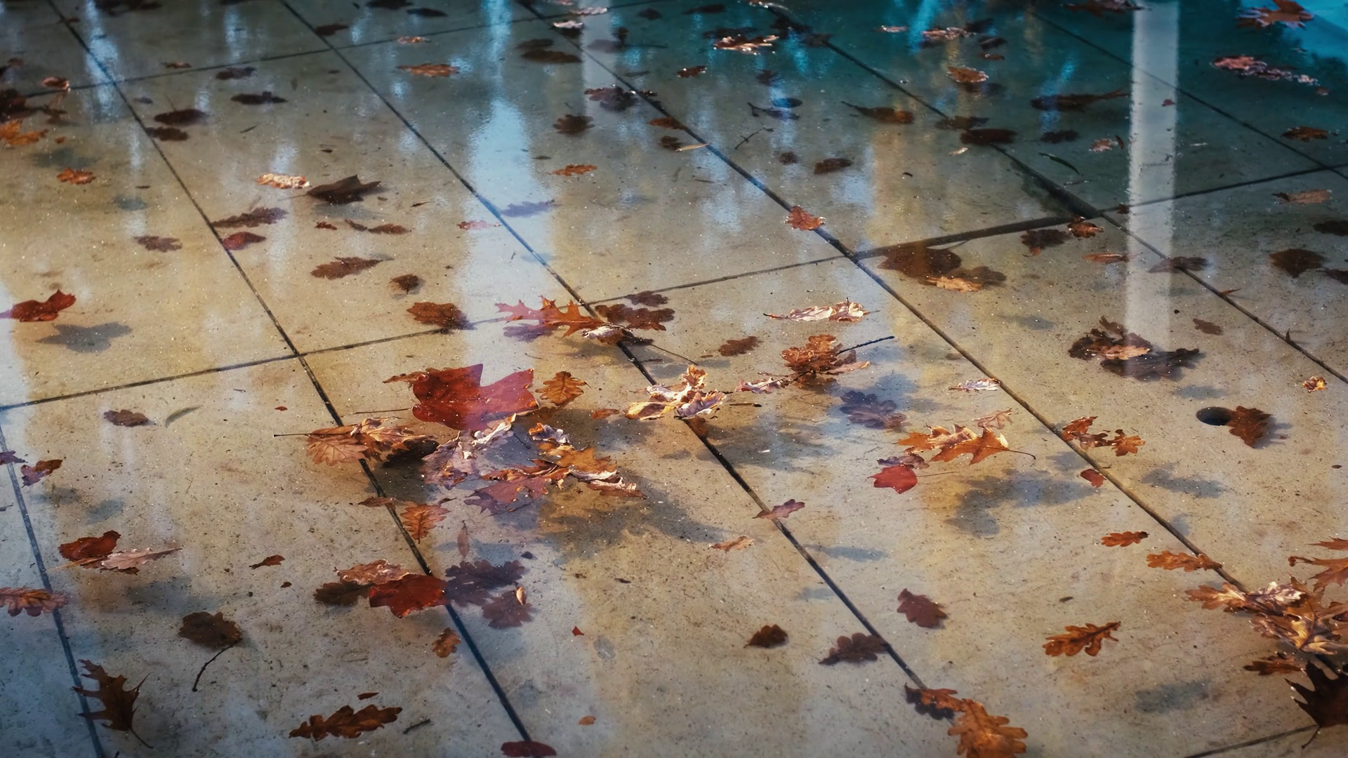 Fallen Yellow Autumn Foliage In Water Of Stock Footage SBV-348642420 ...