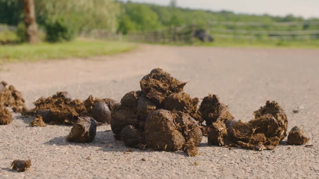 Horse Poop Stock Footage: Royalty-Free Video Clips - Storyblocks