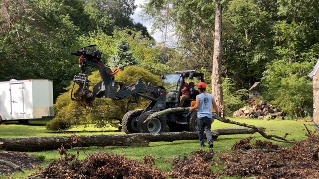 Tree Work Stock Footage: Royalty-Free Video Clips - Storyblocks