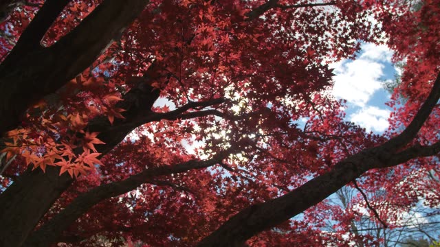 Maple Trees Stock Footage: Royalty-Free Video Clips - Storyblocks