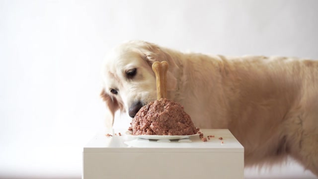 Dog Eating Meat Stock Footage: Royalty-Free Video Clips - Storyblocks