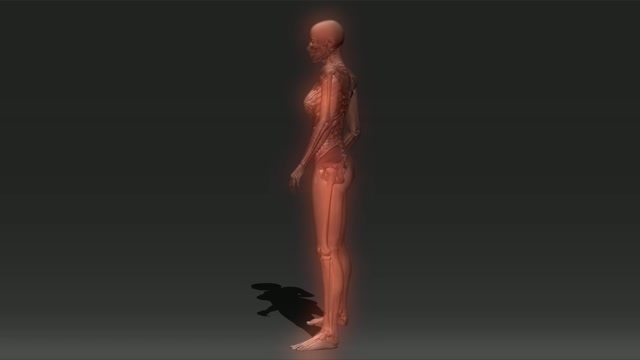 Download 1,242 Human Body Animation Motion Backgrounds - Storyblocks