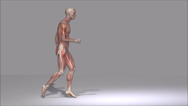 Human Body Animation | Effects and Overlays motion backgrounds ...