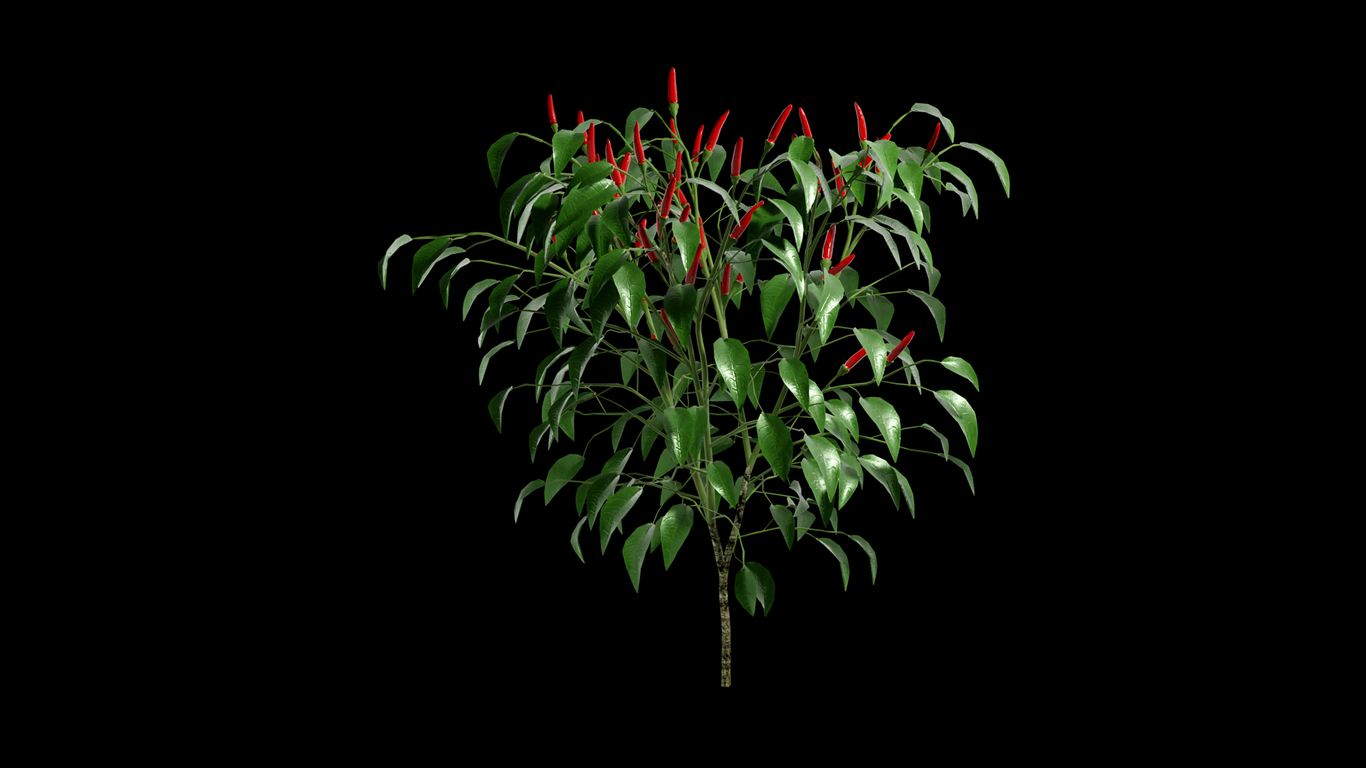 Red Chilli Plant Swaying In Summer Wind Stock Footage SBV-354180081 ...