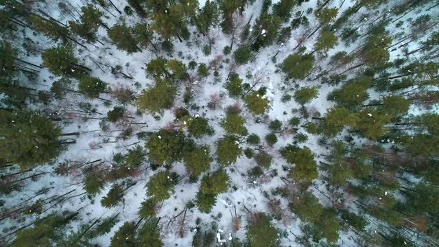 4k Tree Stock Footage: Royalty-Free Video Clips - Storyblocks