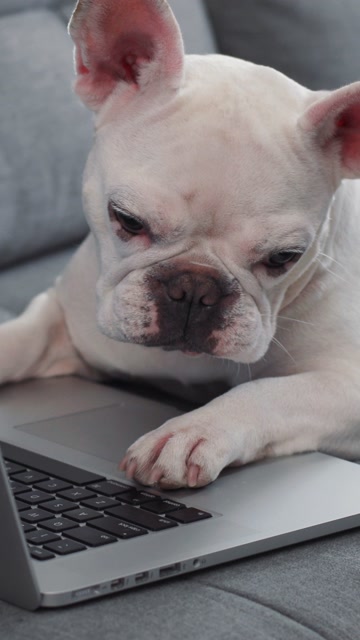 Desk | Animals stock footage - Storyblocks