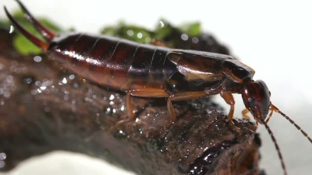Earwig Under A Microscope Stock Footage: Royalty-Free Video Clips ...