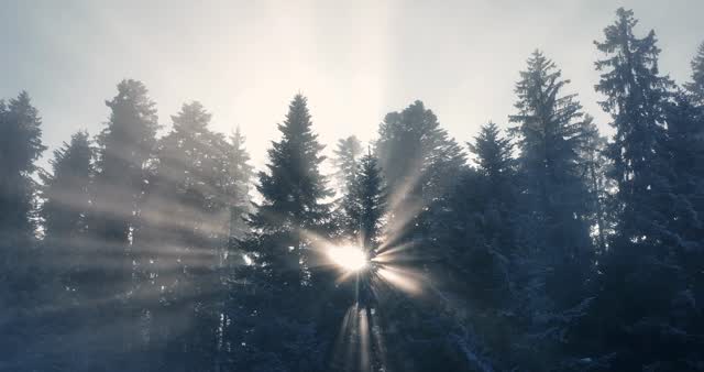 Trees Sun Rays Stock Footage: Royalty-Free Video Clips - Storyblocks