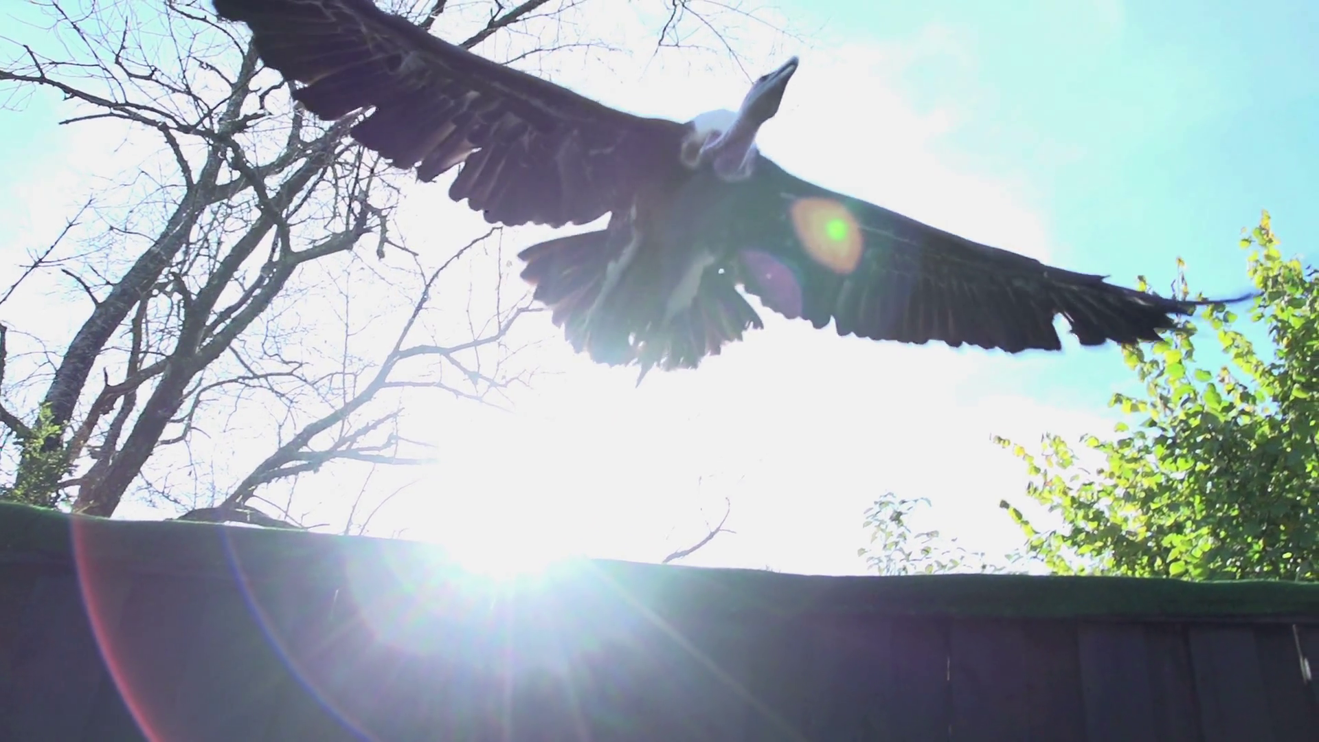 Wildlife Animal Scene Of Hawk Eagle Bird Stock Footage SBV-313175382 ...