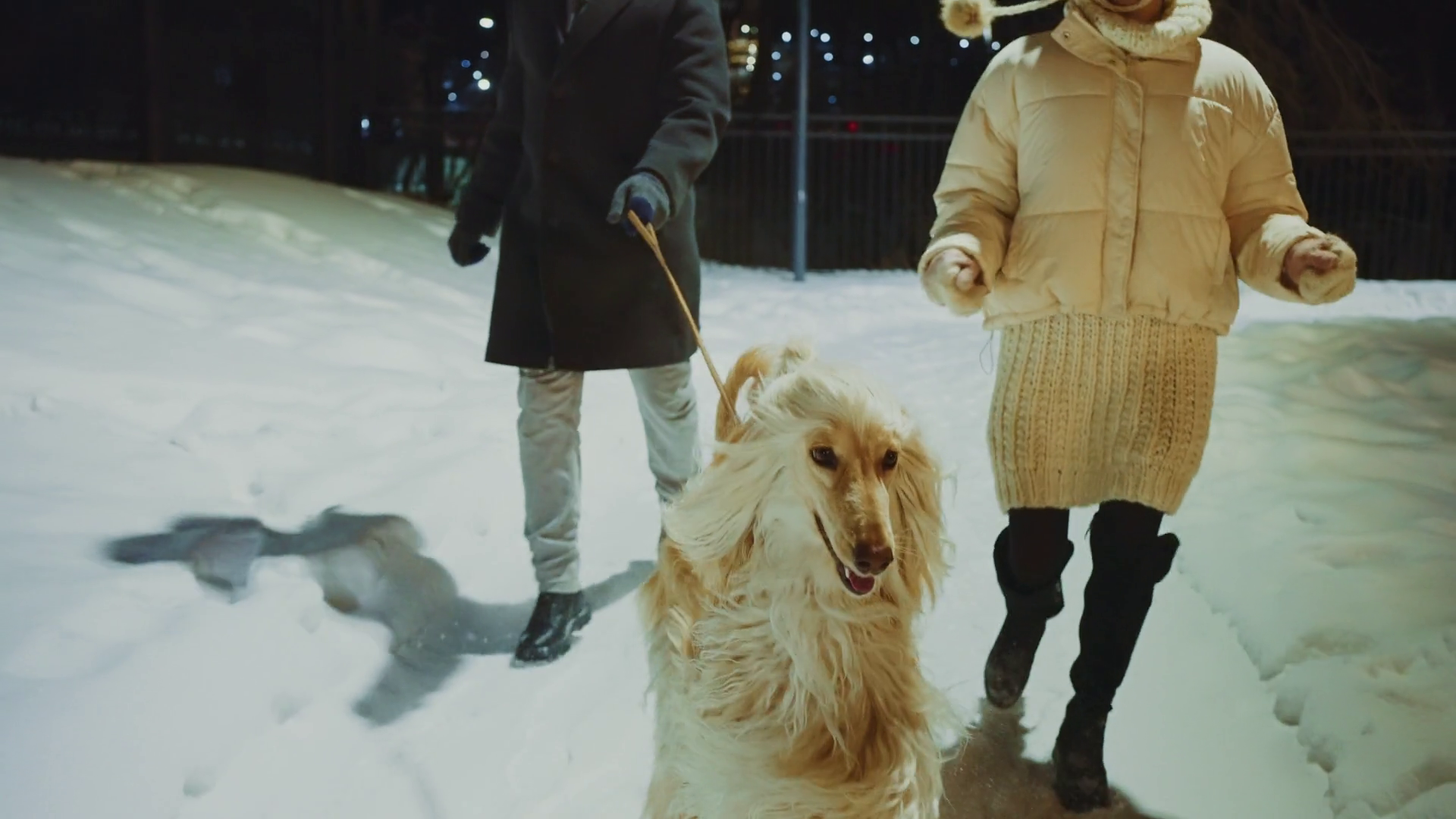 Walking Dog On Snowy Night In Park With Stock Footage SBV-349388940 ...