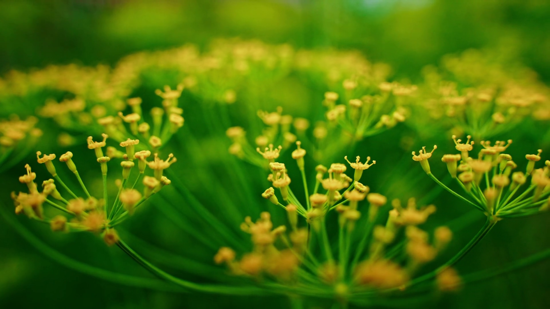 Delicate Yellow Dill Flowers Blooming In Stock Footage SBV-352056518 ...