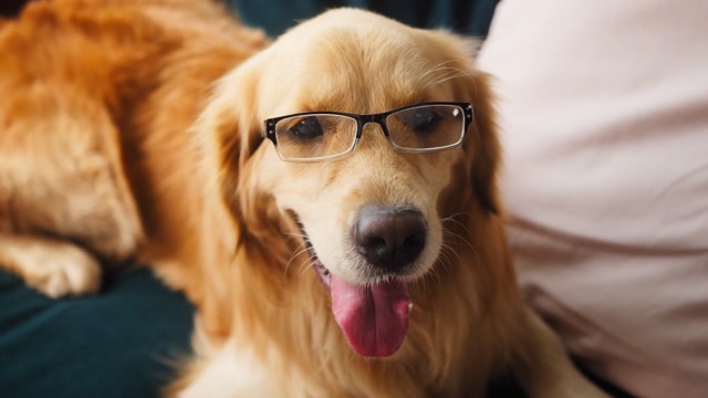 Intelligent Dog Stock Footage: Royalty-Free Video Clips - Storyblocks