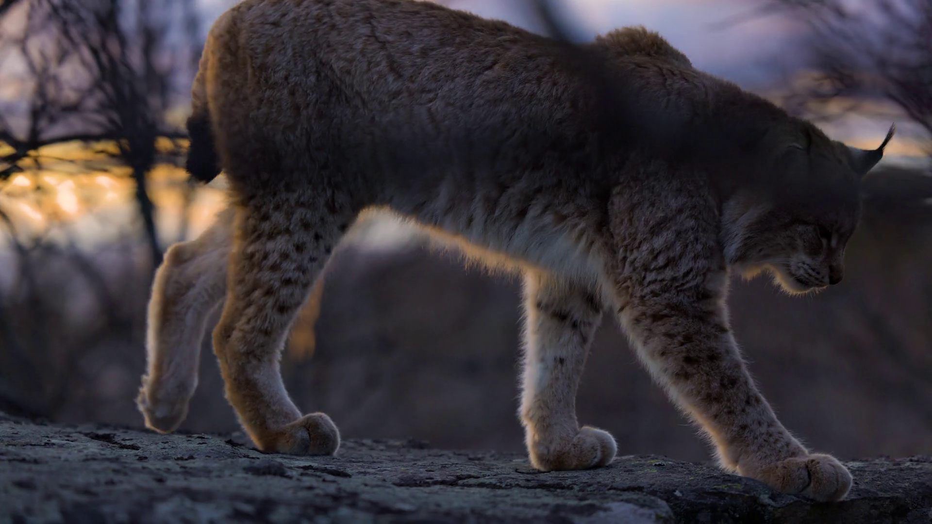 Lynx Spotted On Mountain At Sunset Stock Footage SBV-338839425 ...