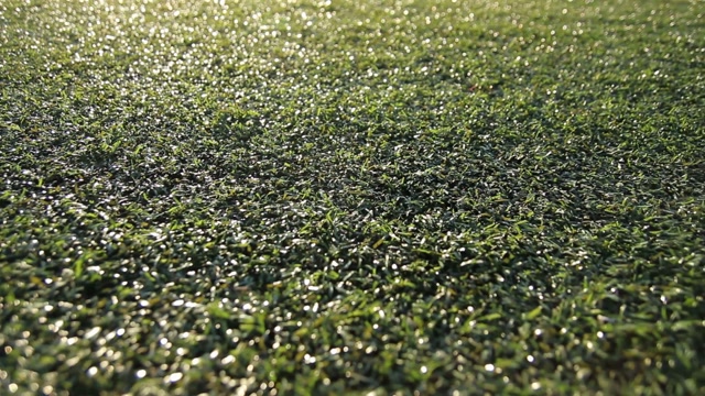 Turf Stock Footage: Royalty-Free Video Clips - Storyblocks