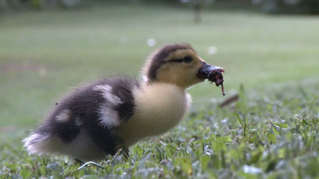 baby-ducklings-sipping-water-with-mama-youtube
