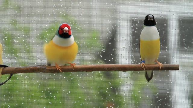 Background Effects Stock Footage: Royalty-Free Video Clips - Storyblocks