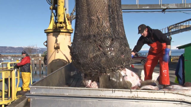 Fishing Boat Dump Fish Stock Footage: Royalty-Free Video Clips ...