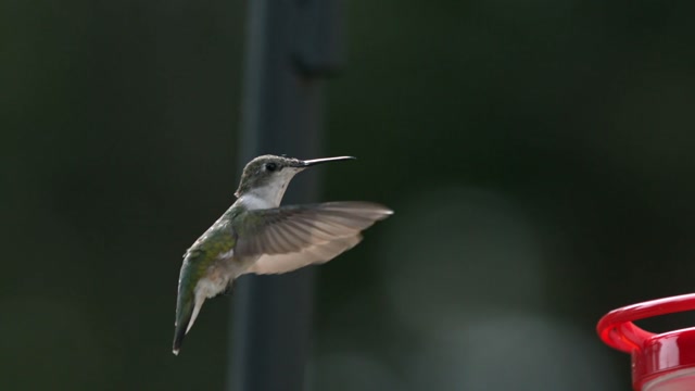 Slowmotion Stock Footage: Royalty-Free Video Clips - Storyblocks