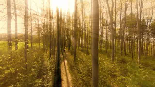 Forest Intro Stock Footage: Royalty-Free Video Clips - Storyblocks