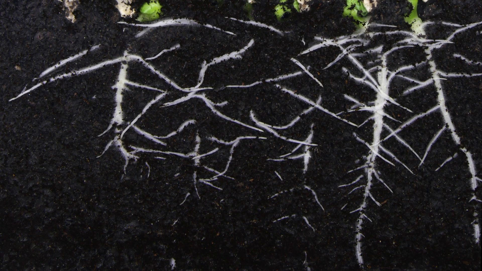 Time-lapse Of Germinating Pumpkin Seed Roots Stock Footage SBV ...