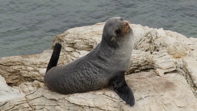 Seal Rock Stock Footage: Royalty-Free Video Clips - Storyblocks