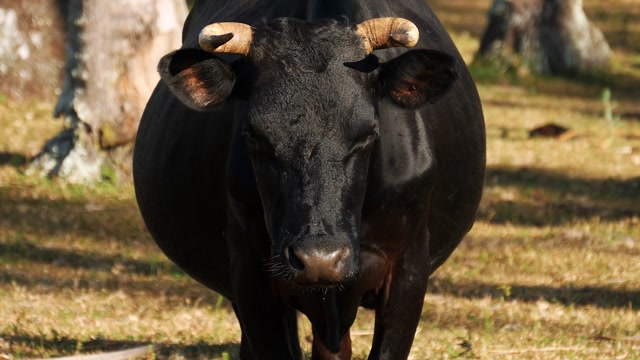 Bull Breed Stock Footage: Royalty-Free Video Clips - Storyblocks