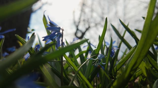 Blue Spring Background Stock Footage: Royalty-Free Video Clips ...