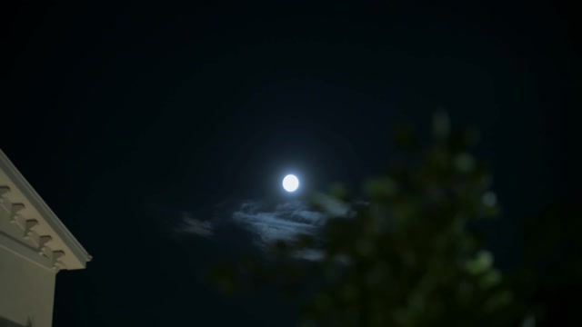 Moonlight Trees Stock Footage: Royalty-Free Video Clips - Storyblocks