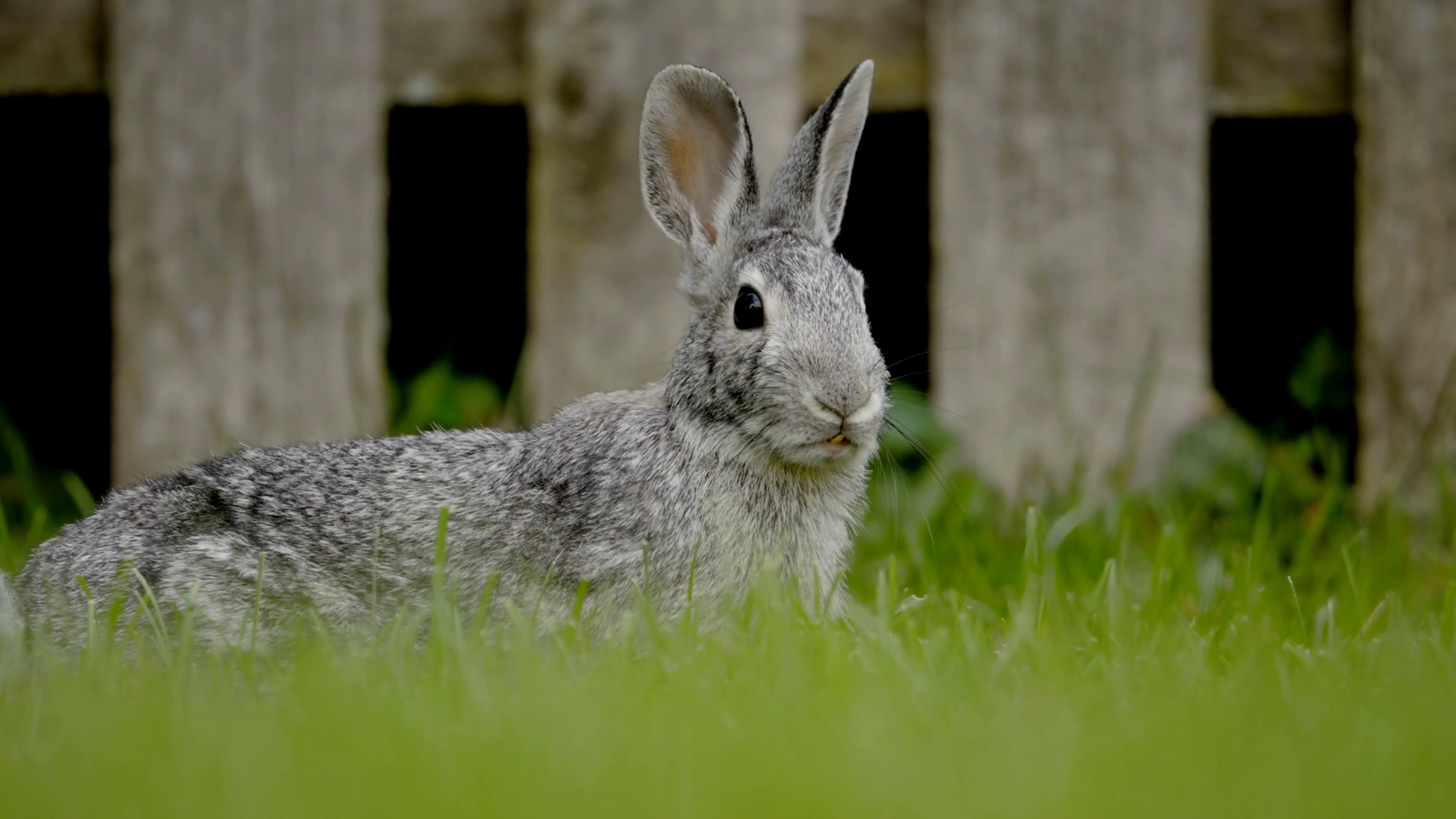 A Rabbit Freezing Looking Danger On Green Stock Footage SBV-352189650 ...