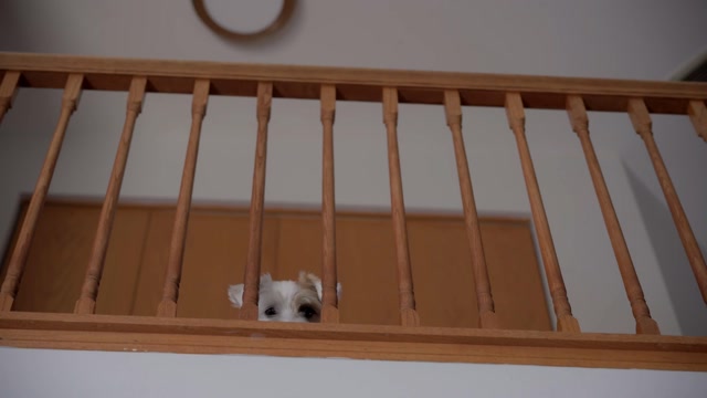 Dog Awake Stock Footage: Royalty-Free Video Clips - Storyblocks