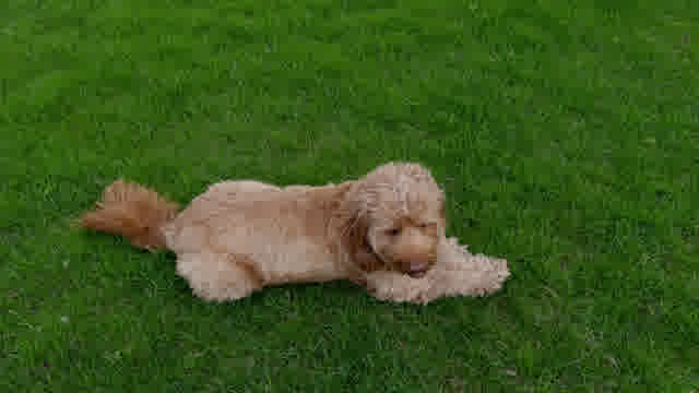 Labradoodle Dog Stock Footage: Royalty-Free Video Clips - Storyblocks